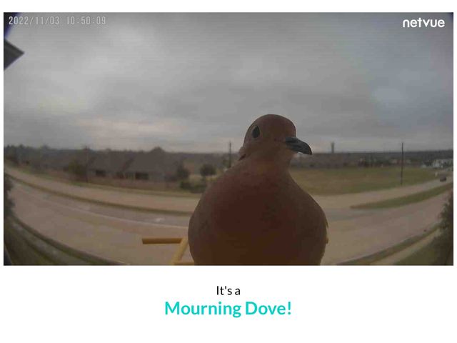 Camera on a bird feeder capturing a bird up close, curiously looking
