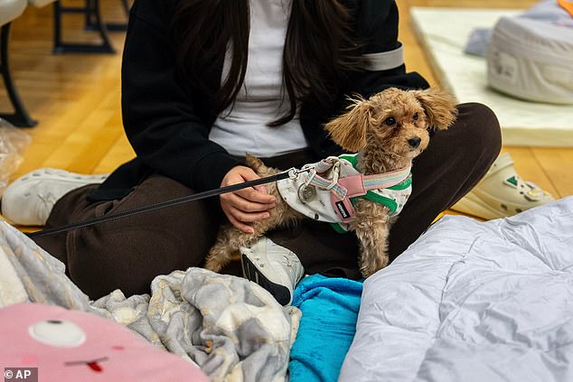 A pet dog with its owner rest at a temporary shelter near the fire scene at Wang Fuk Court, a residential estate in the Tai Po district of Hong Kong's New Territories, Thursday, November 27, 2025