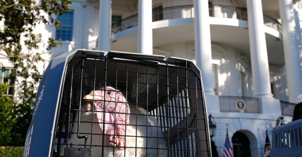 8 million turkeys will be thrown in the trash this Thanksgiving