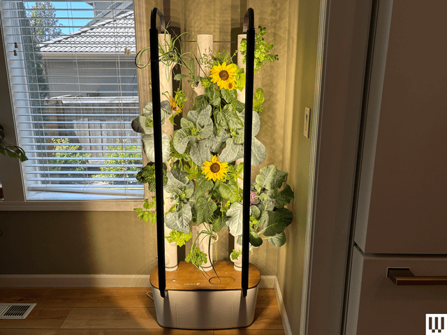 Image may contain: Flower, Flower Arrangement, Plant, Ikebana, Sunflower, Flower Bouquet, Indoors, and Interior Design