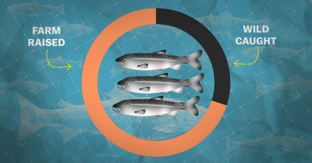 Should salmon farming be our future?
