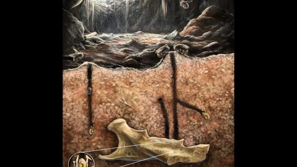 Private: Fossilized Bee Nests Inside Skeletons Are Unlike Anything We’ve Seen Before Fossilized Bee Nests Inside Skeletons Are Unlike Anything We’ve Seen Before