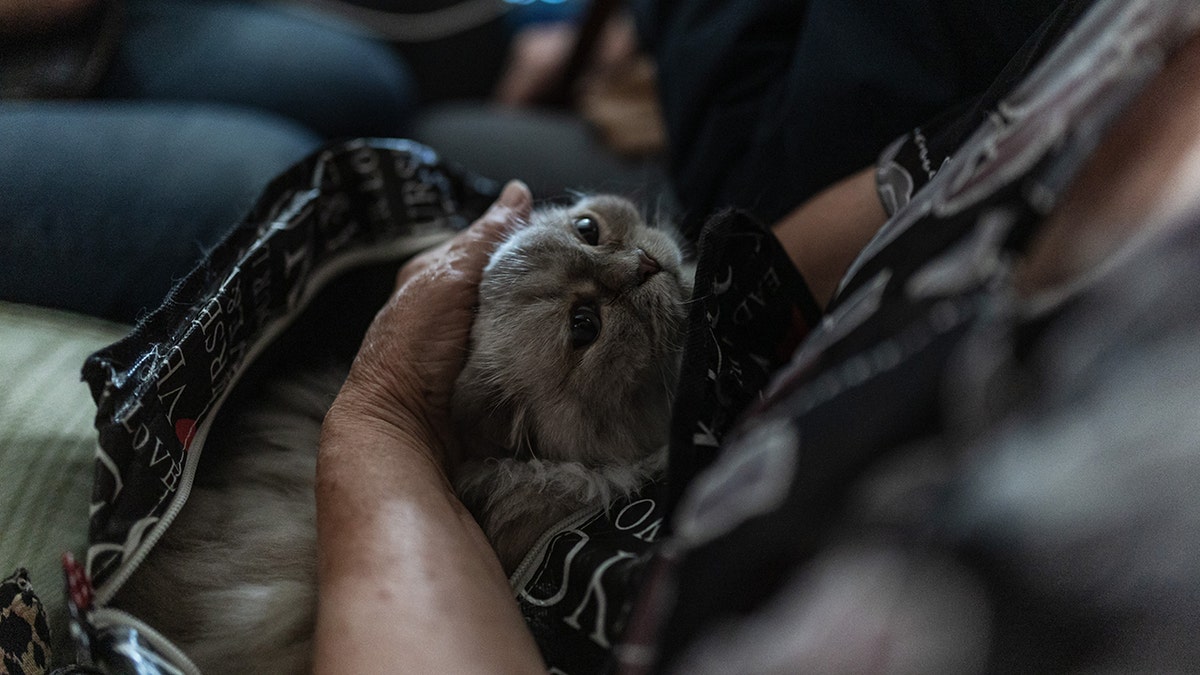 Cat looking up at its owner lovingly.