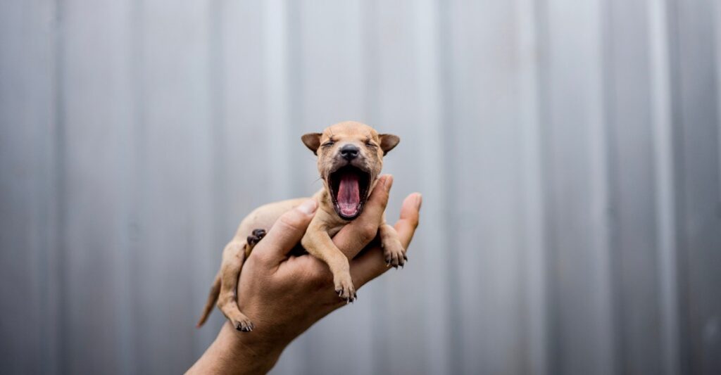 9 actually good things that happened to animals this year