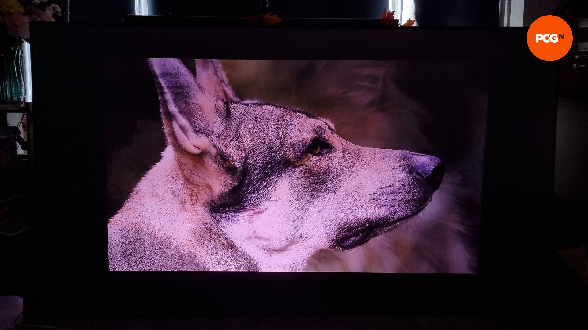 valerion visionmaster pro 2 review 24 image quality dog