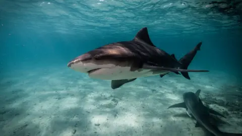 Getty Images A shark swimming over a sandy sea floor where another shark lays