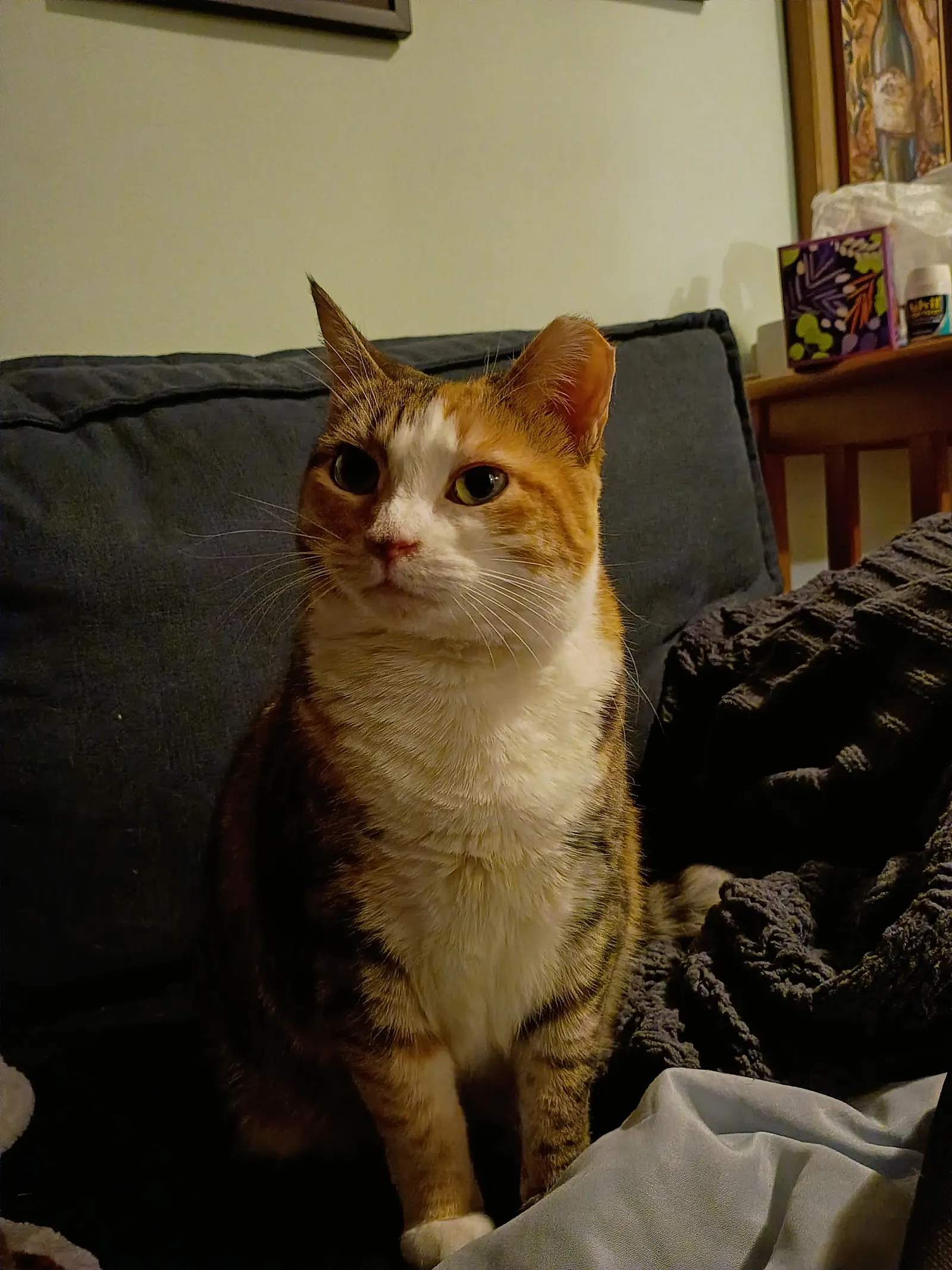 Image may contain Couch Furniture Cushion Home Decor Architecture Building Indoors Living Room Room Animal and Cat